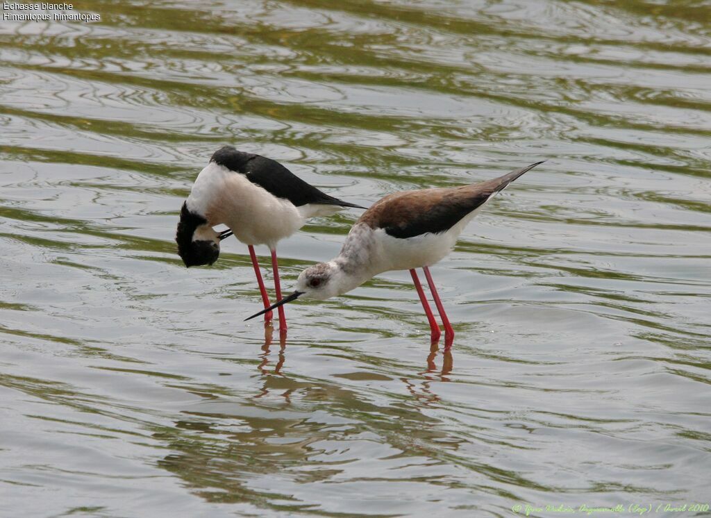 Black-winged Stilt