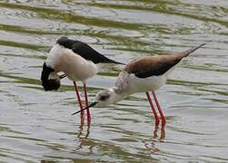 Black-winged Stilt