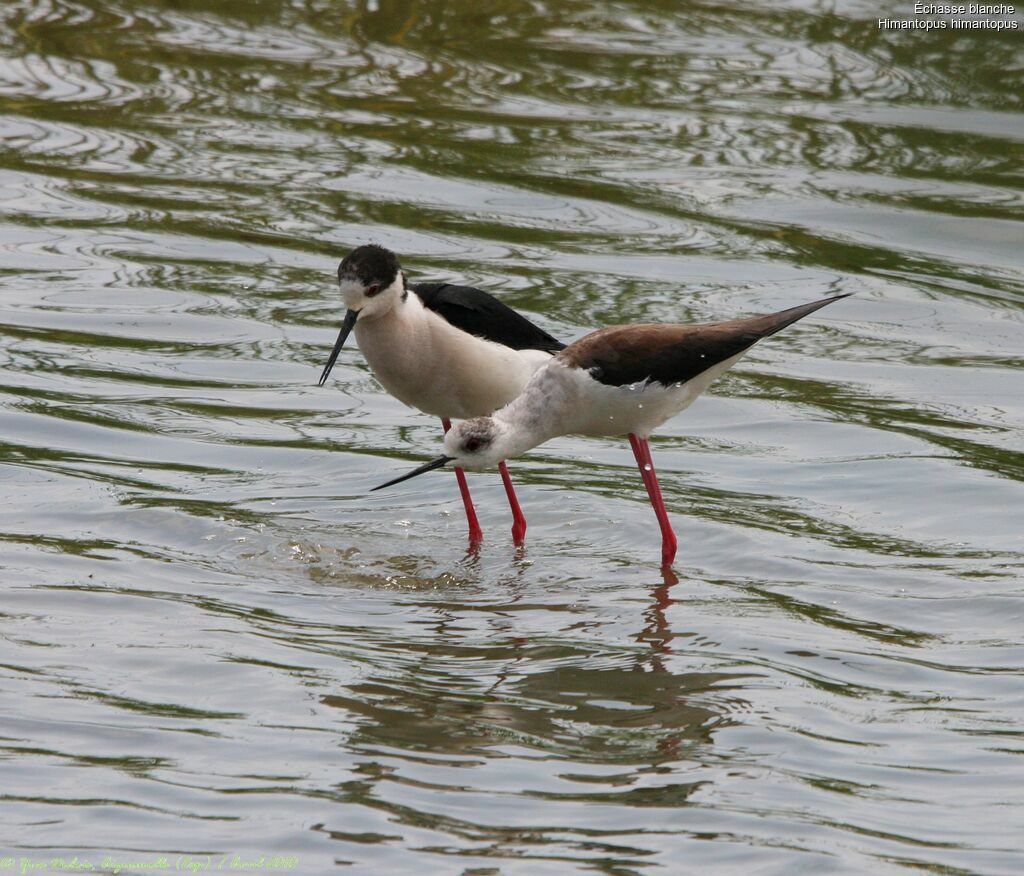 Black-winged Stilt