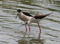 Black-winged Stilt