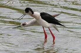 Black-winged Stilt