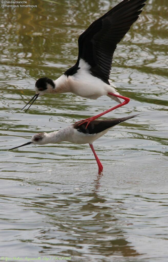 Black-winged Stilt