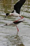 Black-winged Stilt