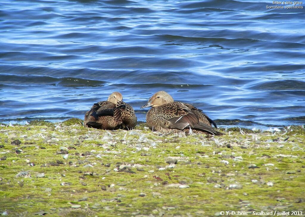 Eider à tête grise