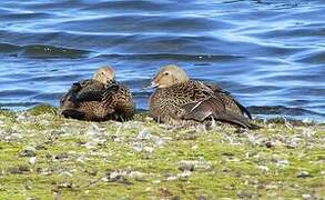 King Eider