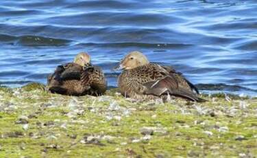 Eider à tête grise