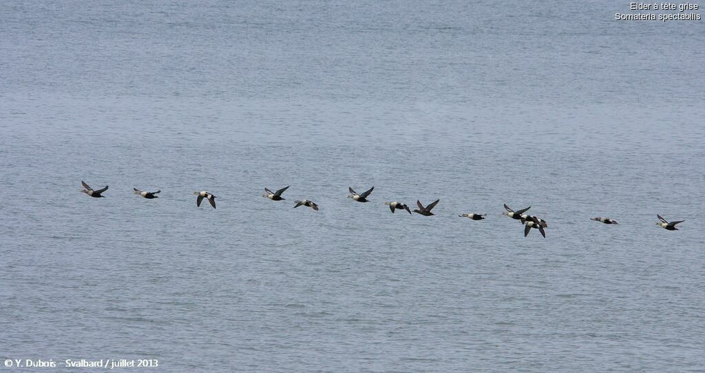 Eider à tête grise