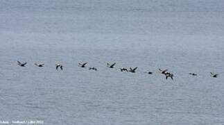 Eider à tête grise