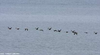 Eider à tête grise