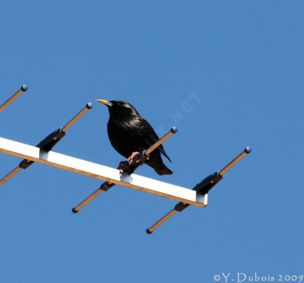 Spotless Starling