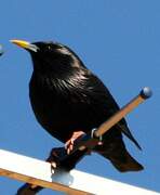 Spotless Starling