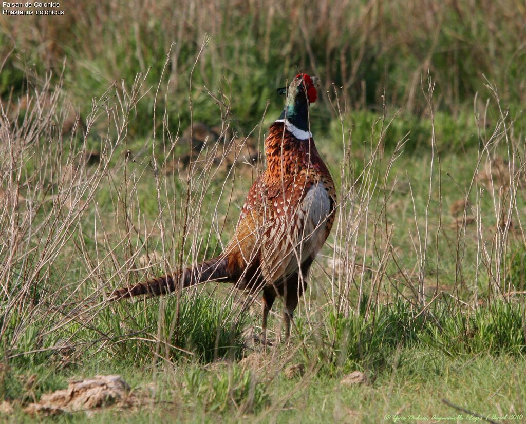 Common Pheasant