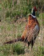 Common Pheasant