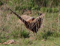 Common Pheasant