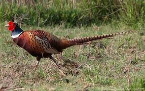 Common Pheasant