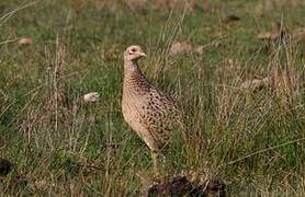 Common Pheasant