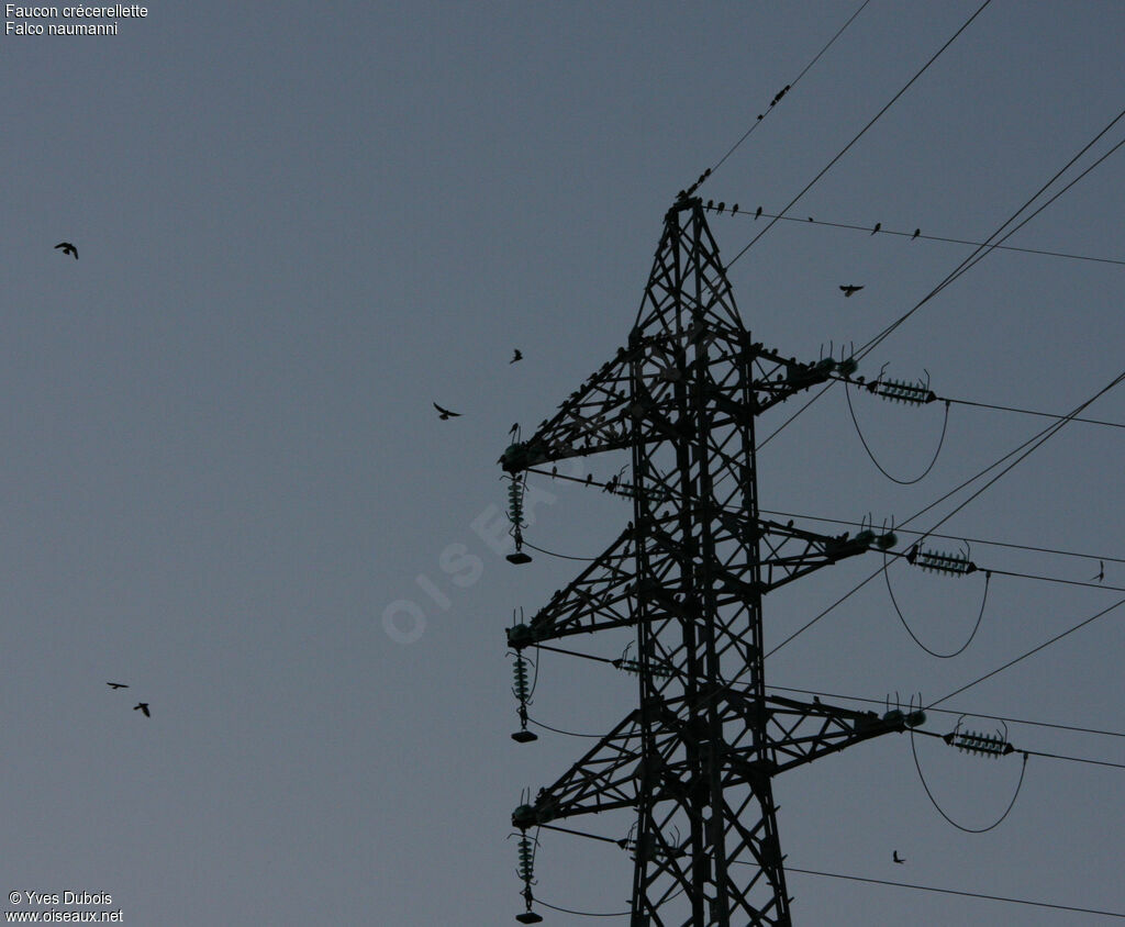 Lesser Kestrel