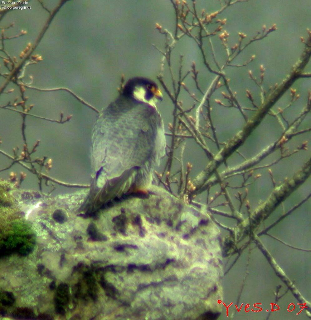 Peregrine Falcon