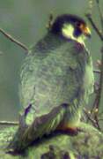 Peregrine Falcon