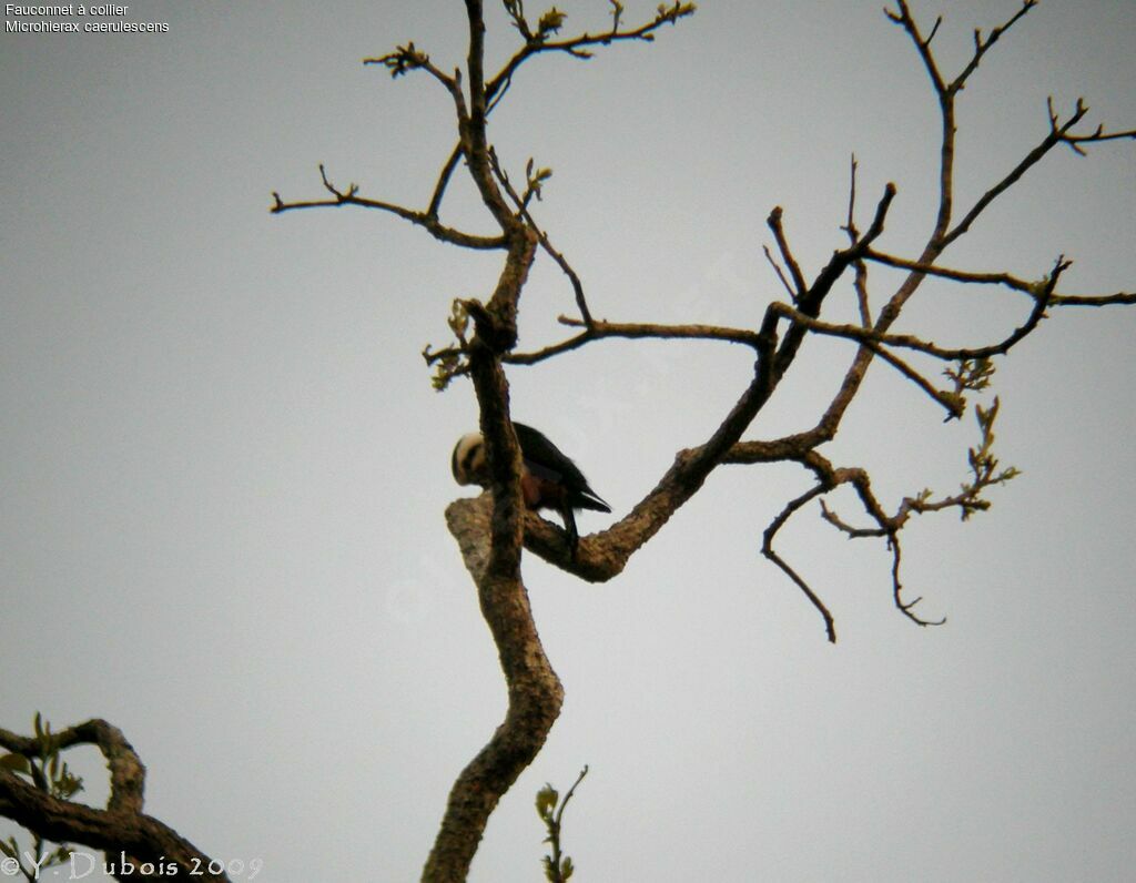 Collared Falconet