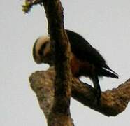 Collared Falconet