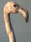 Flamant rose