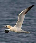 Northern Gannet