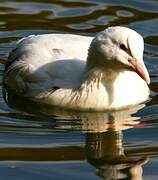 Eurasian Coot