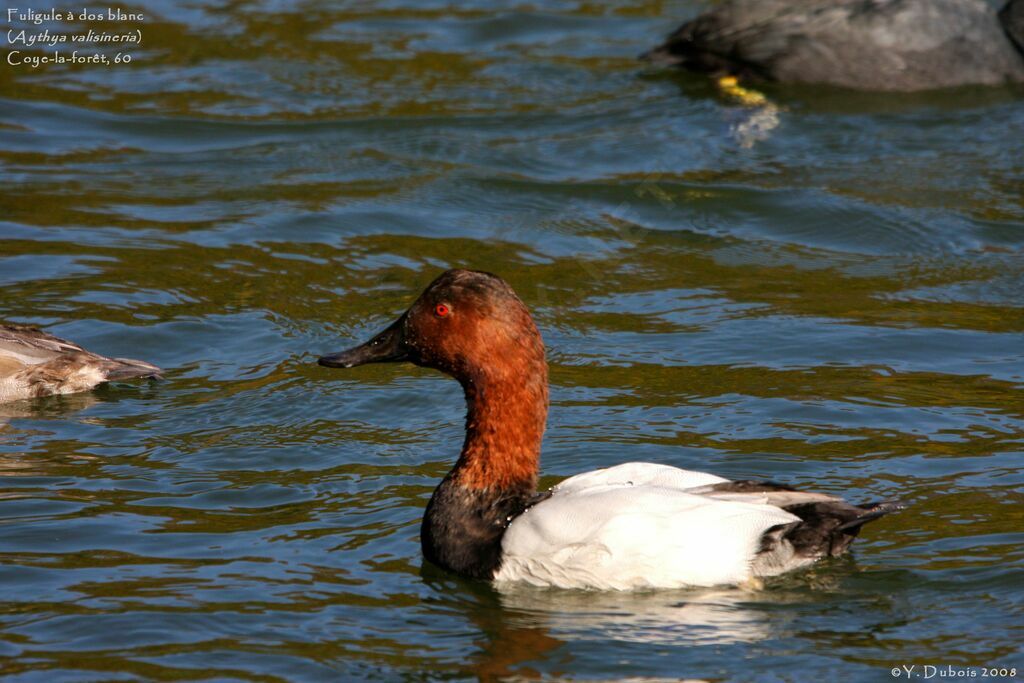 Canvasback male adult