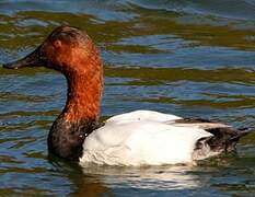 Canvasback