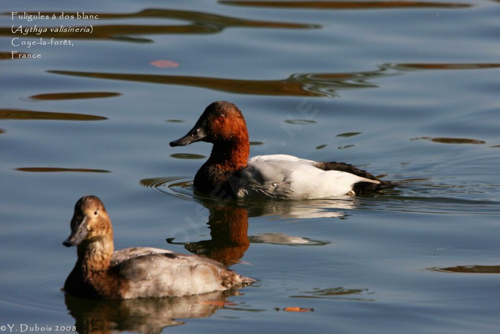 Canvasback