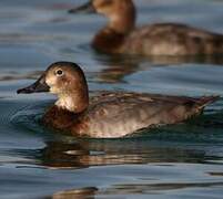 Common Pochard