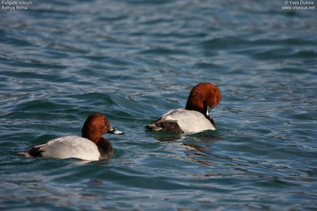 Common Pochard