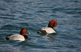 Common Pochard