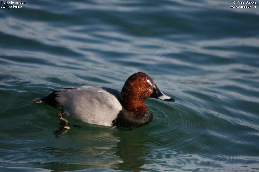 Common Pochard