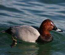 Common Pochard