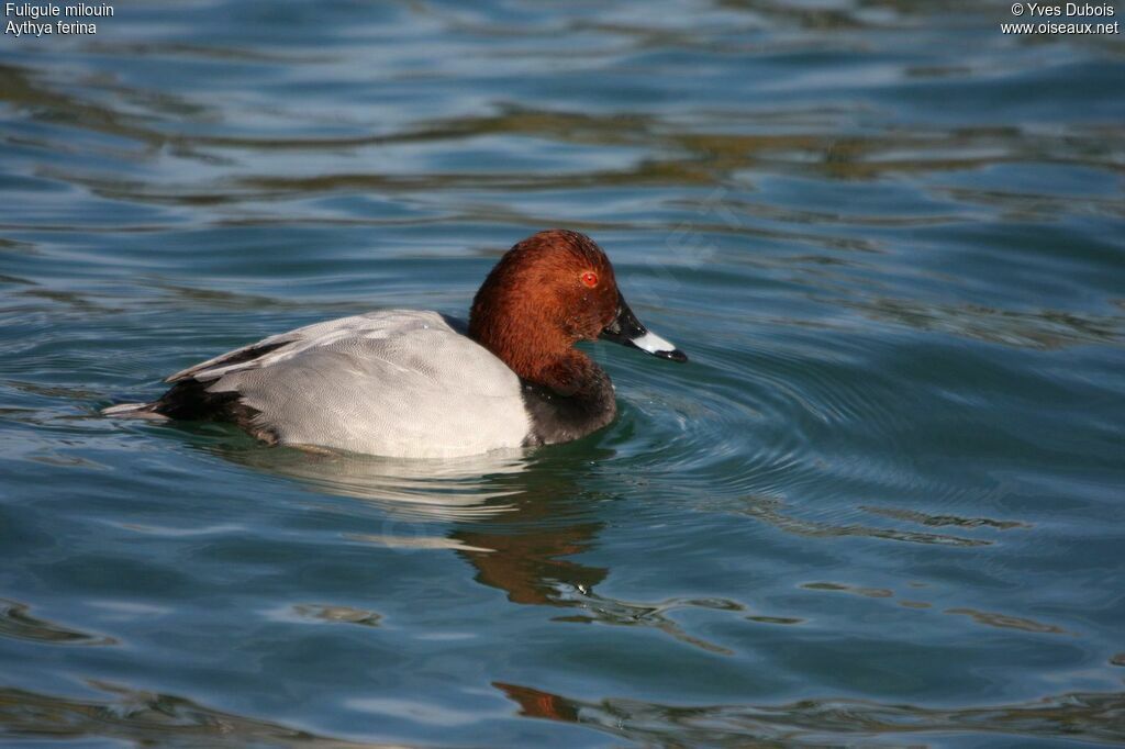 Common Pochard