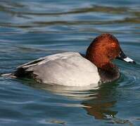 Common Pochard