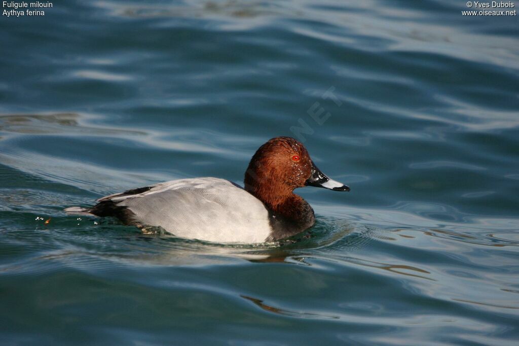 Common Pochard