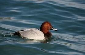 Common Pochard