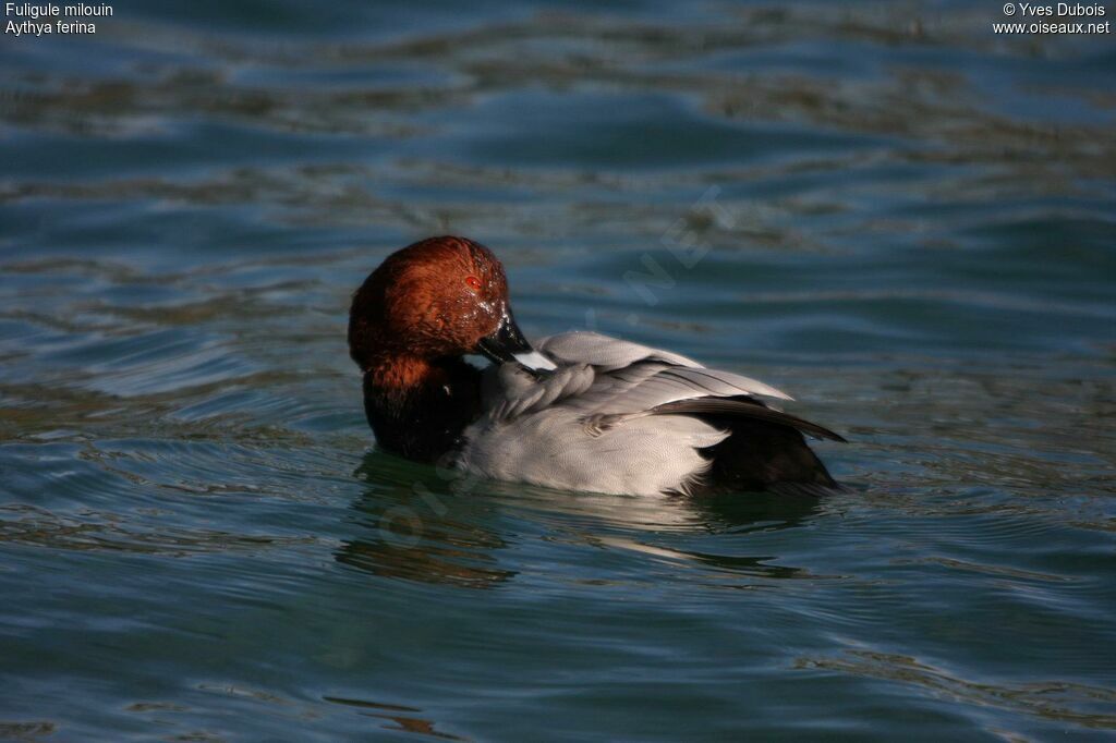 Common Pochard