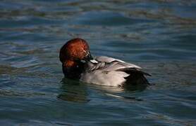 Common Pochard