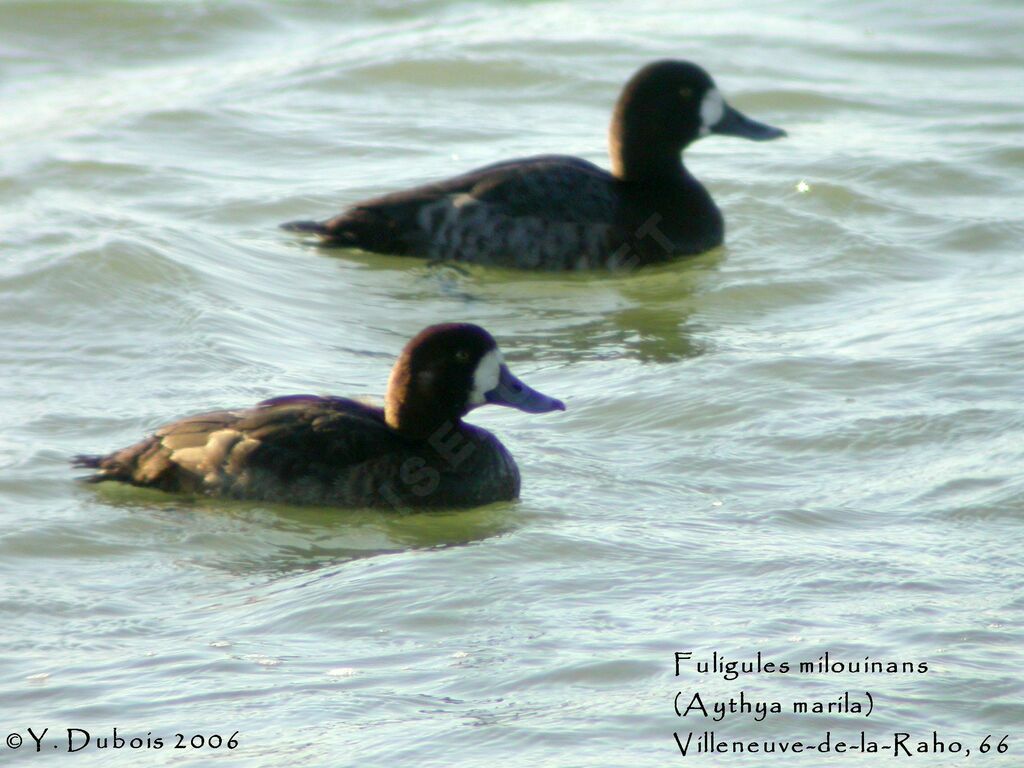 Greater Scaup