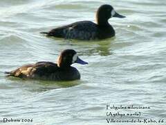 Greater Scaup