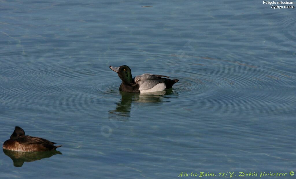 Greater Scaup