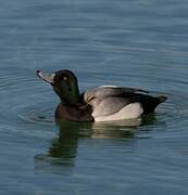 Greater Scaup