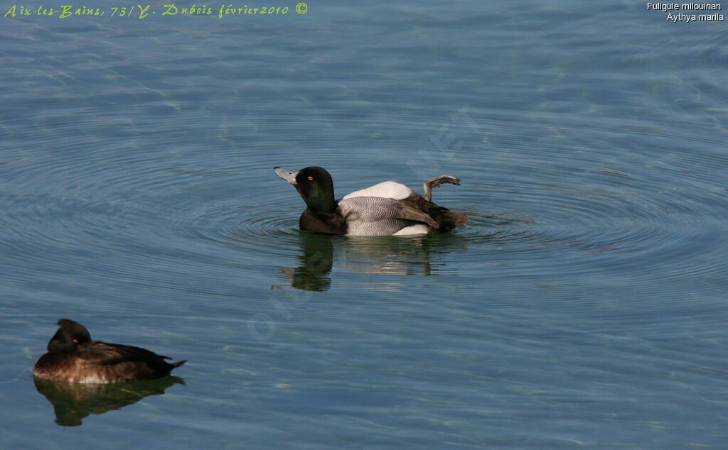 Greater Scaup