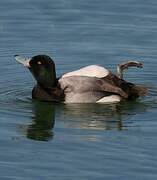 Greater Scaup