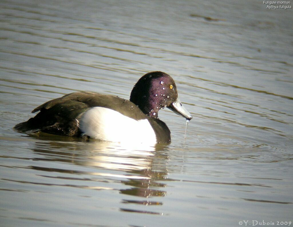 Tufted Duck