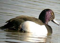 Tufted Duck